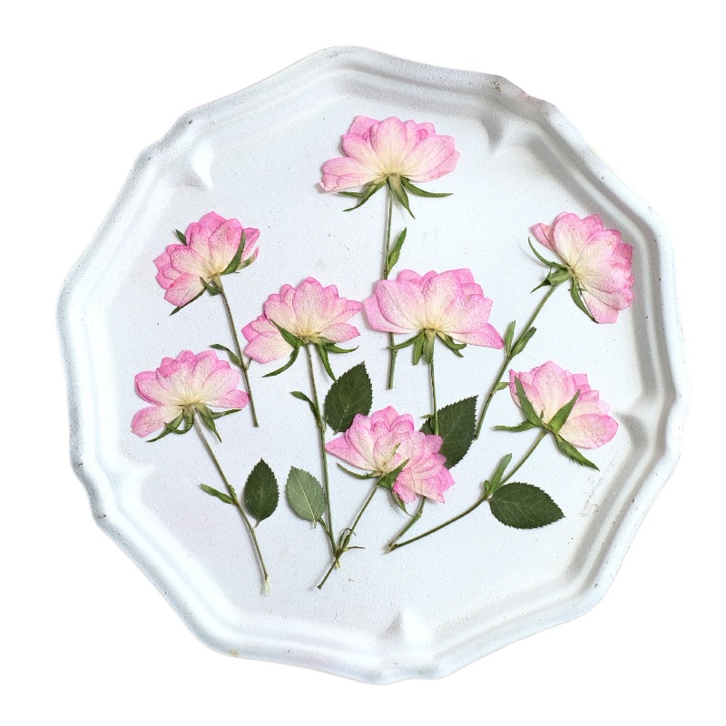 12 шт., настоящие засушенные п – обзор и цена Resin Craft Ideas